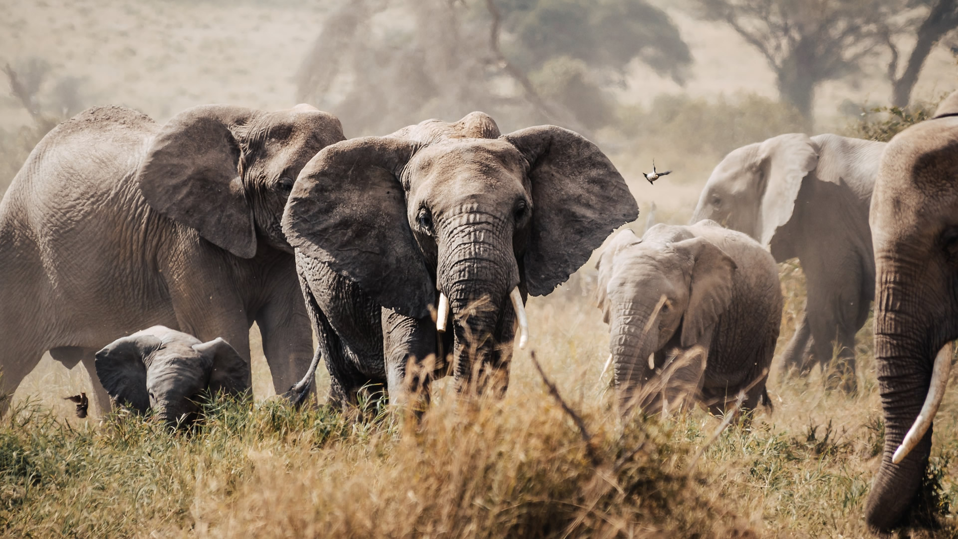 vacasso safaris